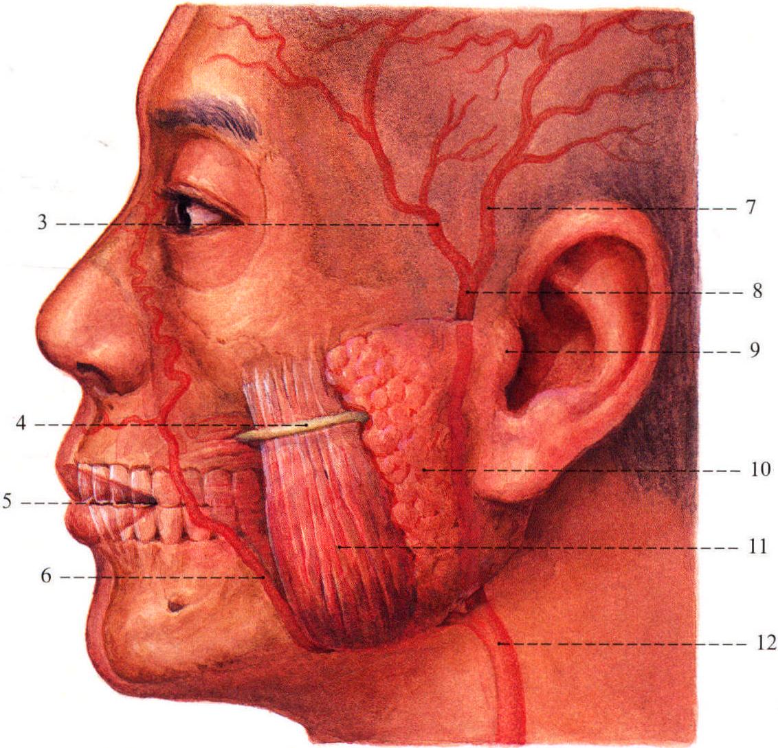 21.眉毛、眉弓和額葉的關(guān)系；22.面動脈、腮腺、腮腺管和顳淺動脈的體表投影